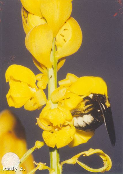 Xylocopa nigrita