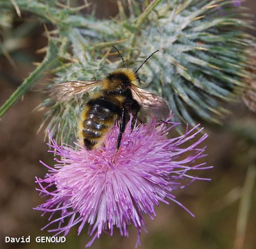 Bombus campestris mâle