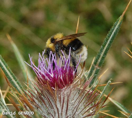 Bombus hortorum mâle