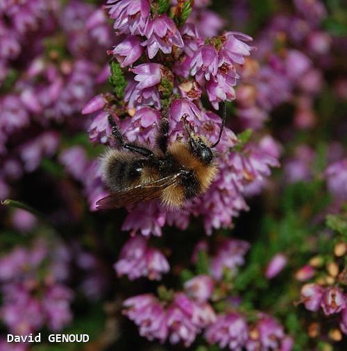 Bombus jonellus mâle