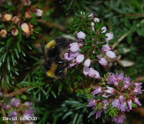 Bombus magnus ouvrière