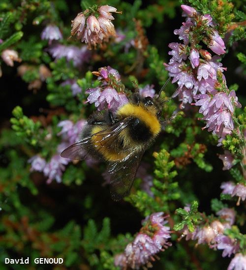 Bombus magnus mâle