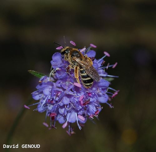 Halictus sexcinctus femelle