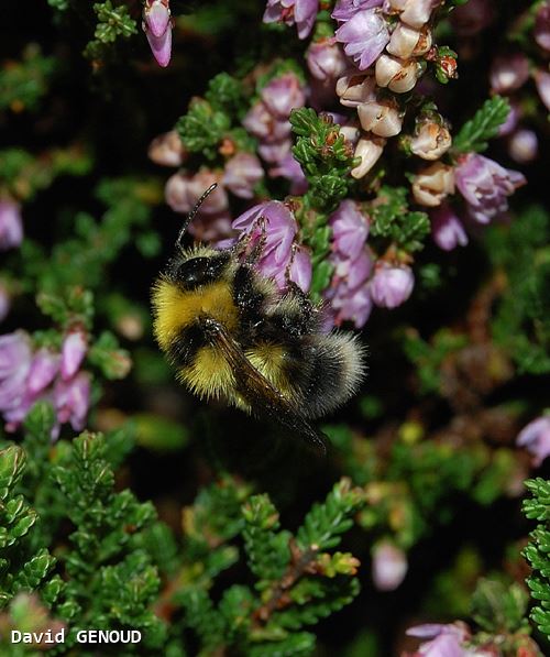 Bombus jonellus mâle