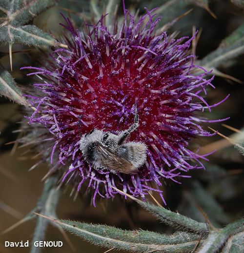 Bombus mesomelas mâle