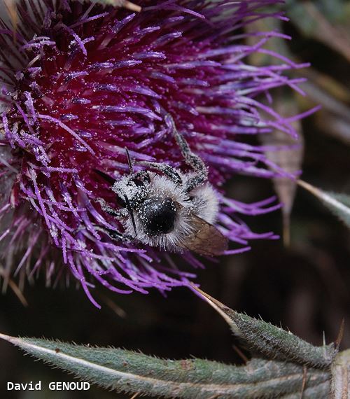 Bombus mesomelas mâle