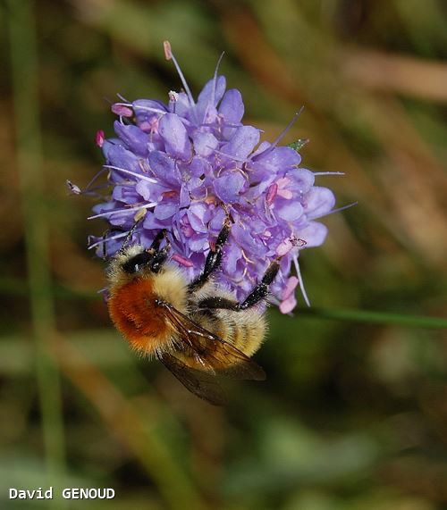 Bombus muscorum mâle