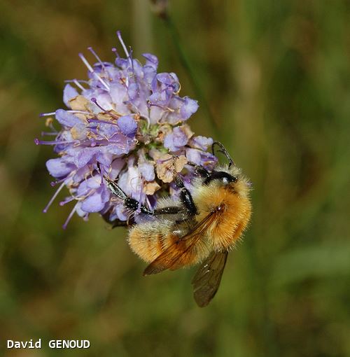 Bombus pascuorum - Mâle