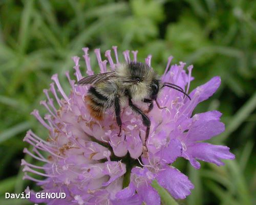 Bombus sylvarum mâle