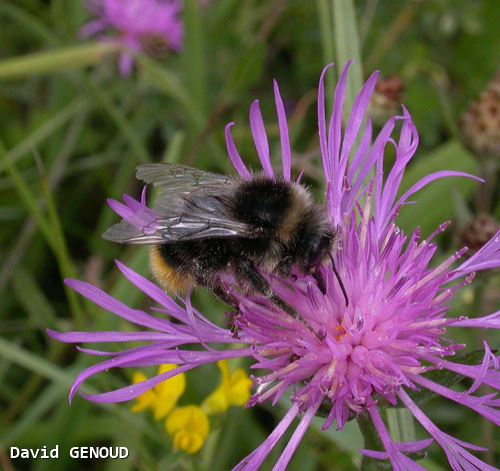 Bombus lapidarius mâle