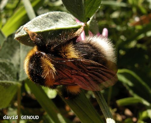 Bombus hortorum femelle