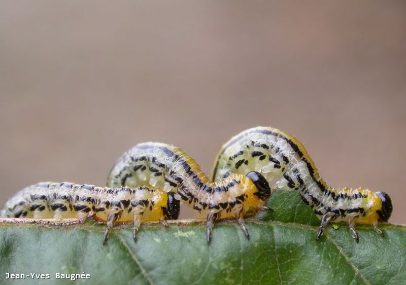 Hemichroa crocea