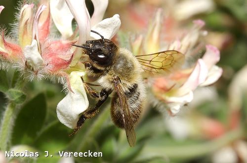 Megachile willughbiella