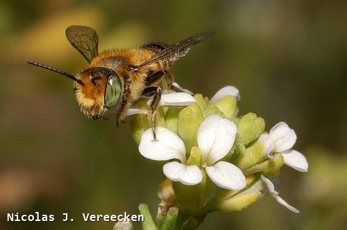 Megachile leachella