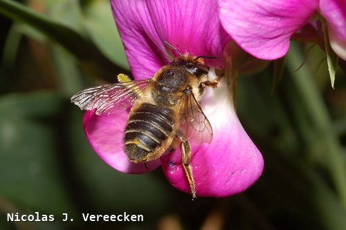 Megachile circumcincta