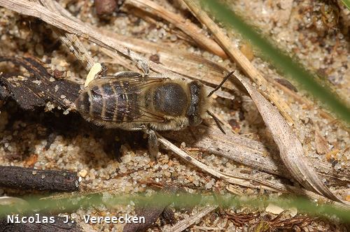 Megachile leachella