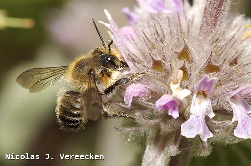 Megachile willughbiella