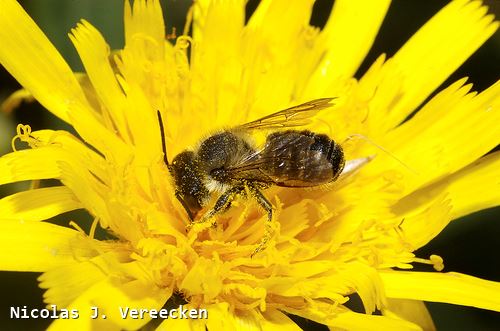 Megachile pyrenea