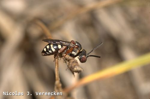 Epeolus cruciger