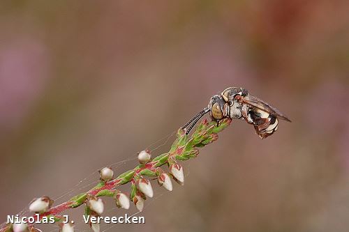 Epeolus cruciger