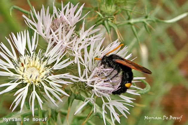 Megascolia bidens