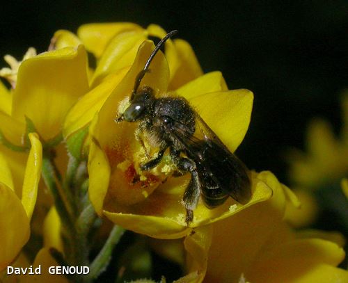 Macropis europaea mâle