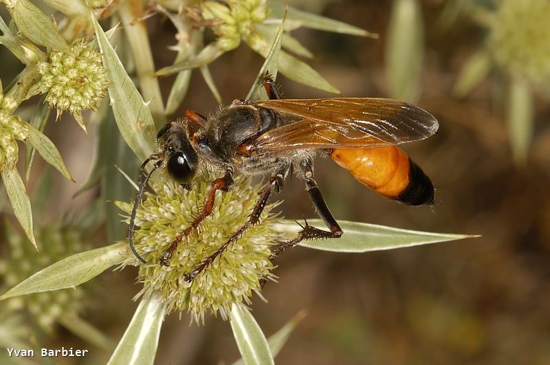 Sphex flavipennis fem.