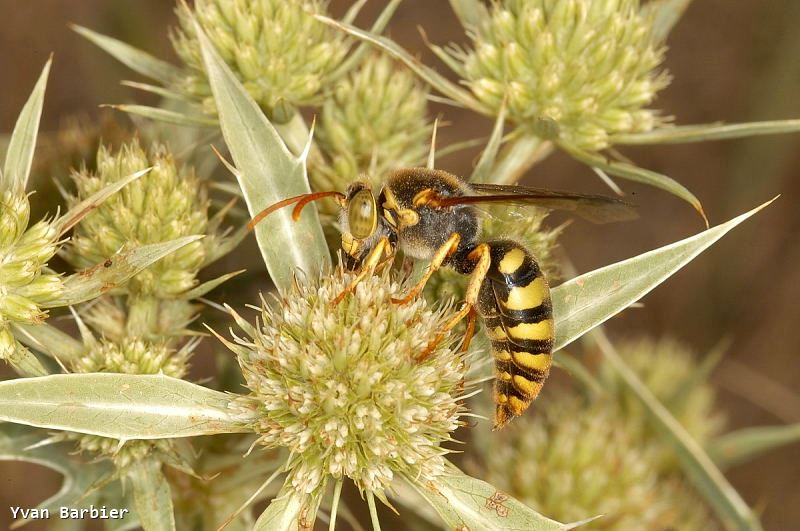 Stizus ruficornis male