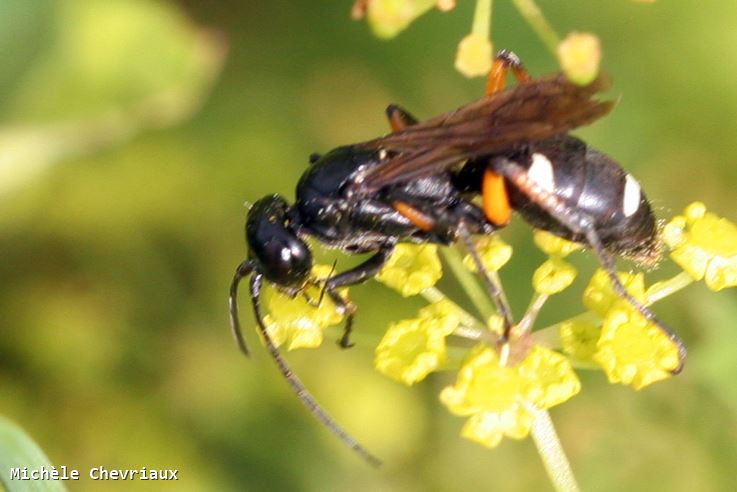 Cryptocheilus versicolor (Scopoli) femelle