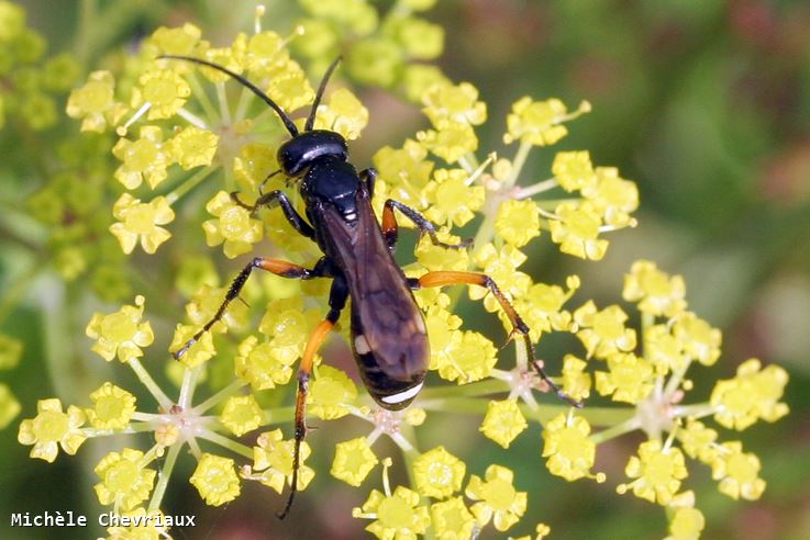 Cryptocheilus versicolor (Scopoli) femelle