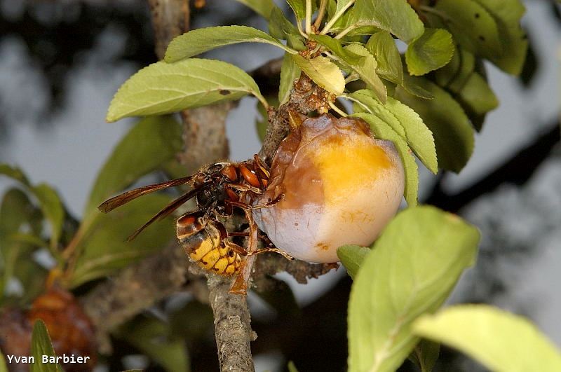 Vespa crabro