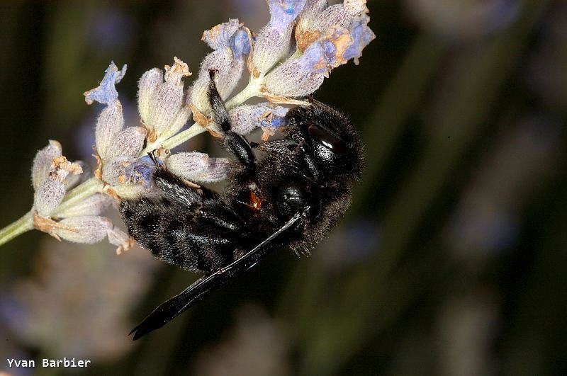 Xylocopa sp.