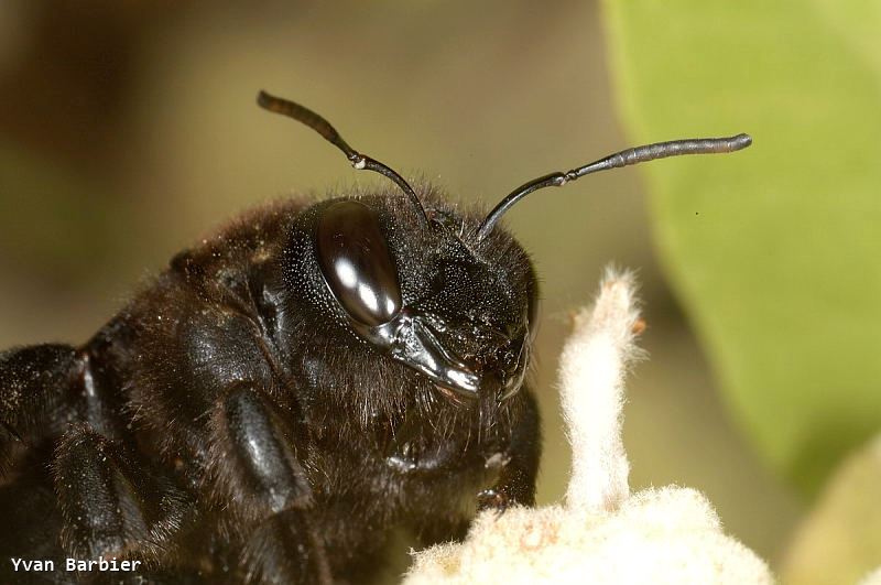 Xylocopa sp.