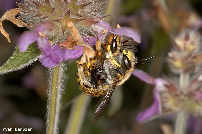 Anthidium manicatum