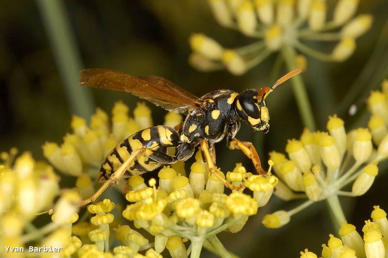 Polistes dominula