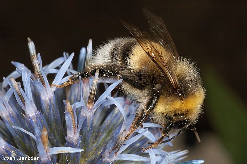 Bombus lucorum male