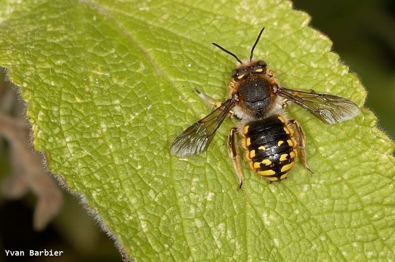 Anthidium manicatum