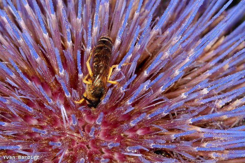 Halictus scabiosae