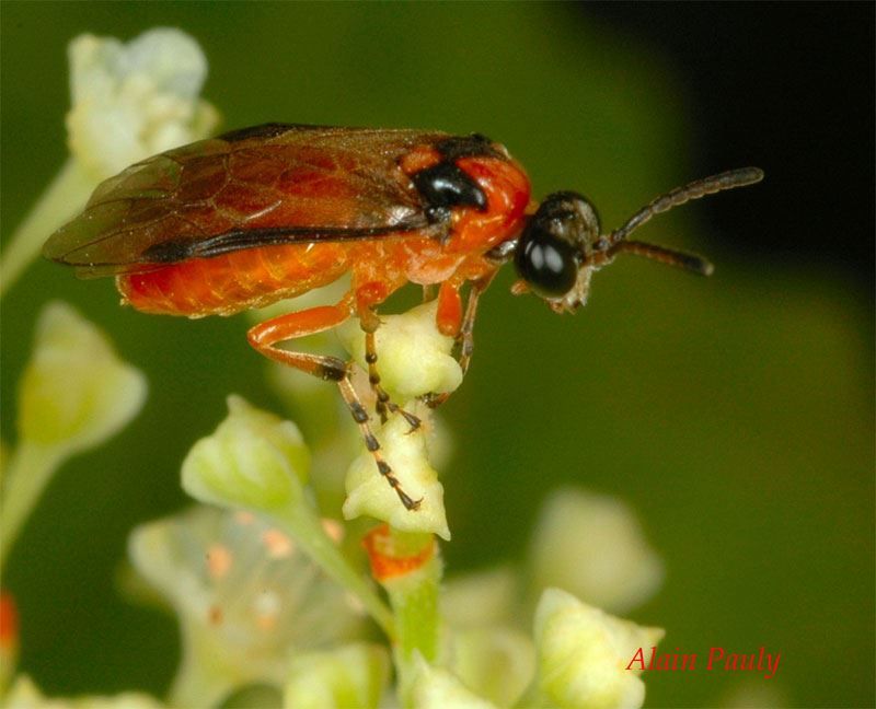 Athalia rosae