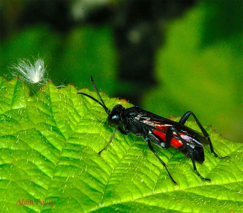 Macrophya annulata