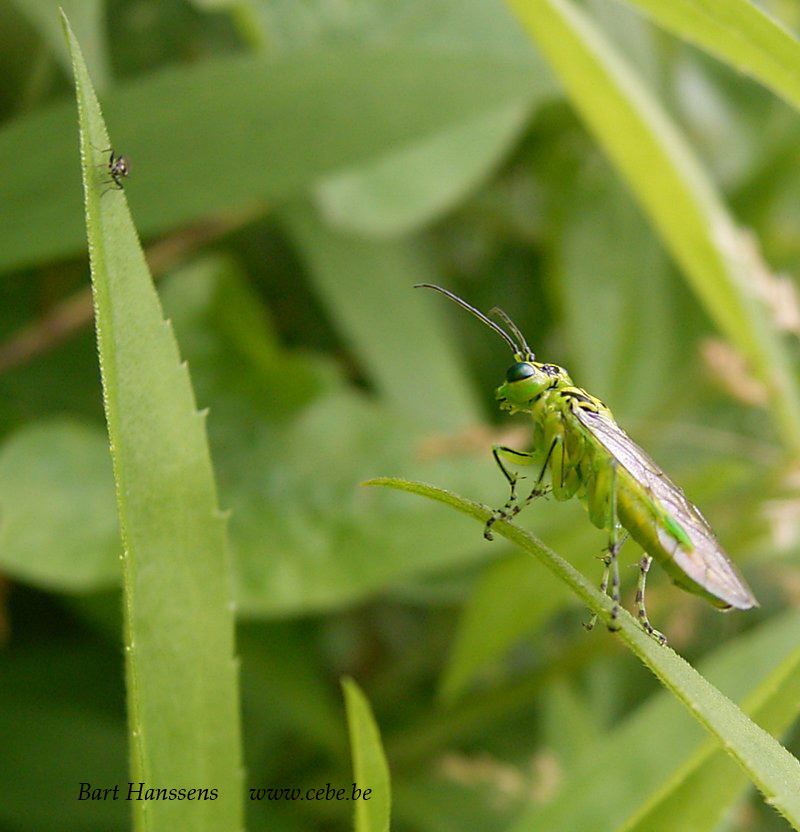 Rhogogaster sp. cfr viridis