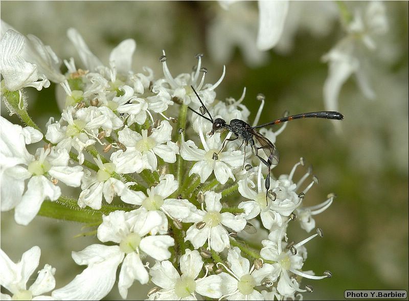 Gasteruptiidae sp.