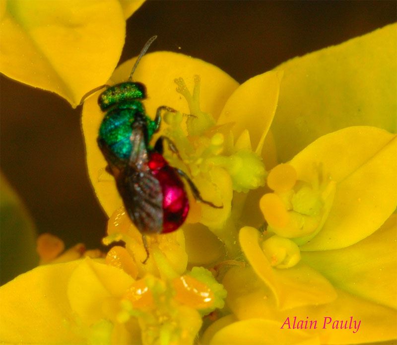 Chrysididae sp.