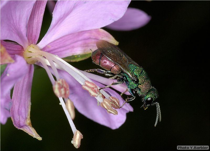 Hedychrum rutilans