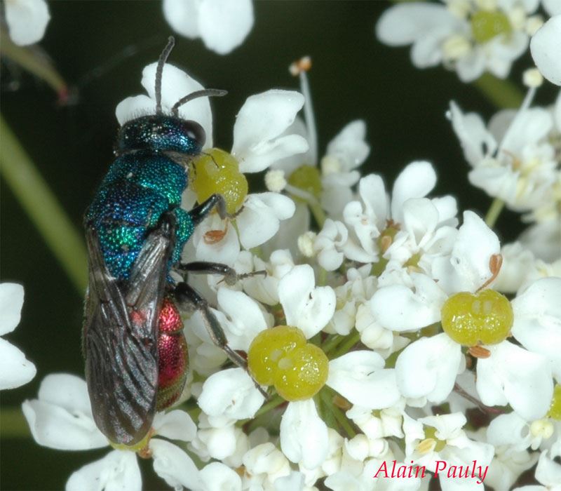 Chrysididae sp.