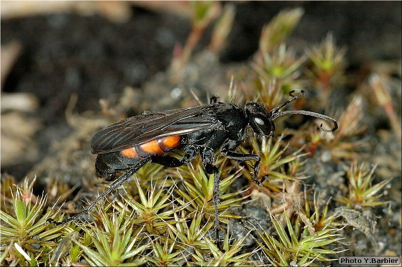 Anoplius viaticus