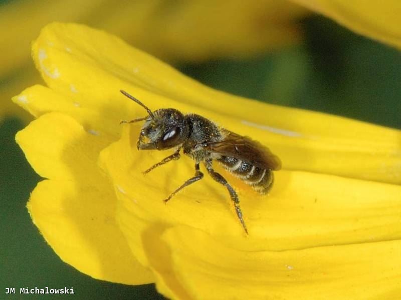 Heriades truncorum