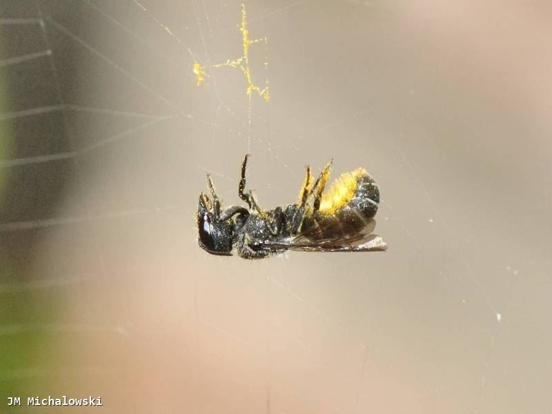 Heriades truncorum