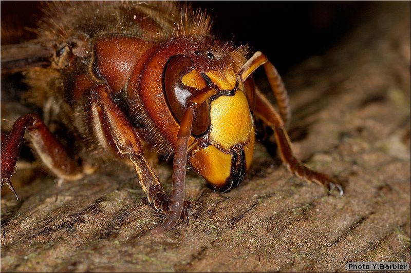 Vespa crabro