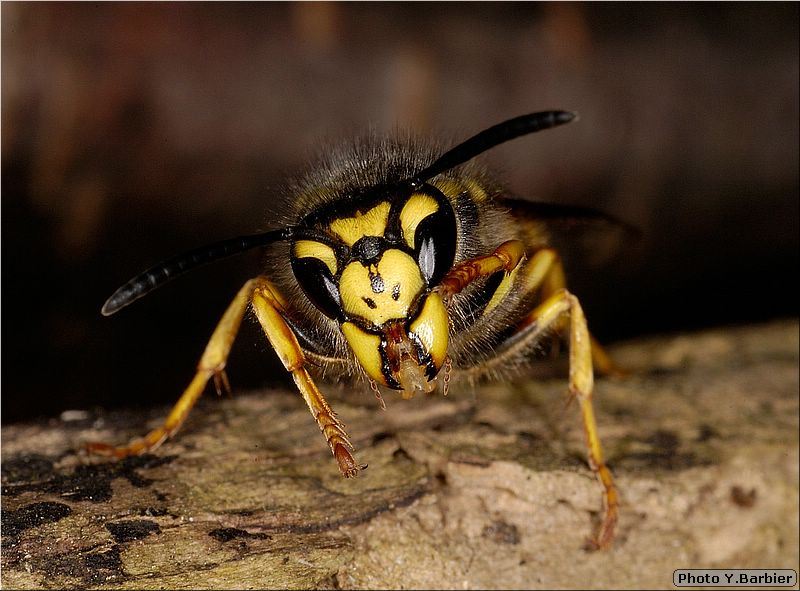 Vespula germanica